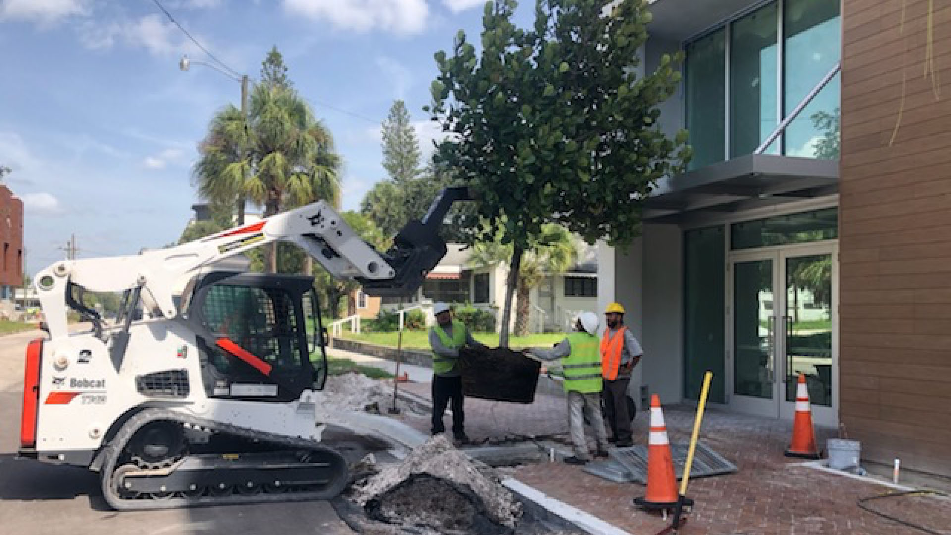GreenTech Installing New Palm Trees In Downtown Sarasota