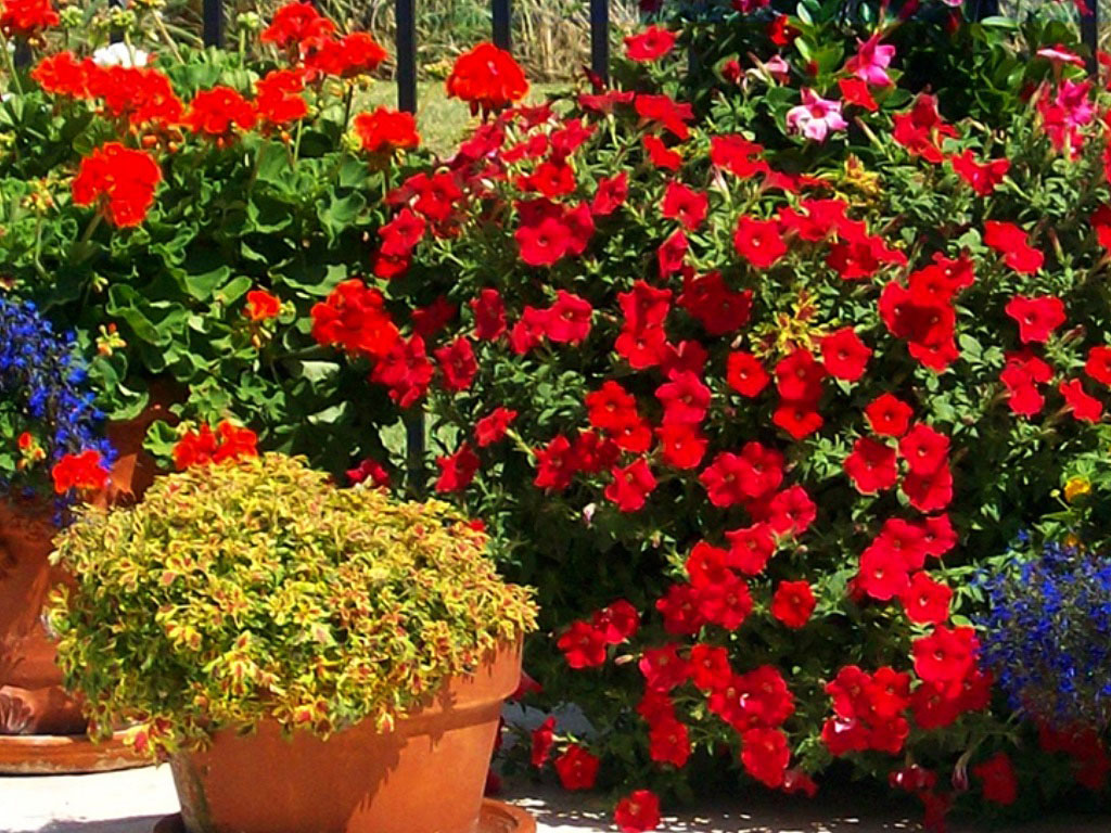 Seasonal Planting Sarasota FL