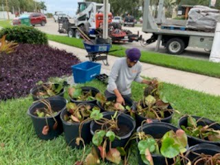 Sarasota Blue Pagoda Garden Club LandscapeThe Bay Sarasota 