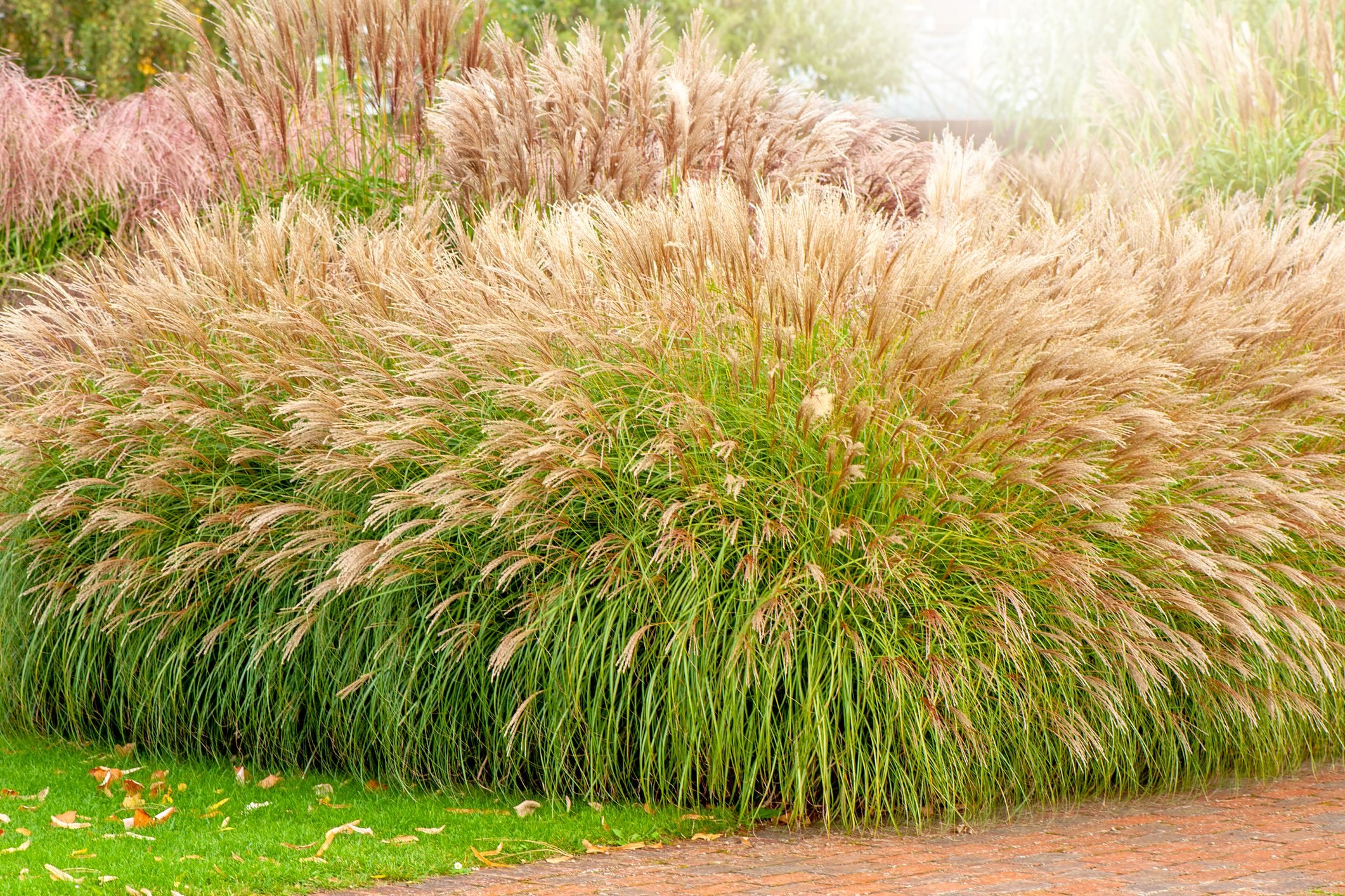 How to Incorporate Ornamental Grasses in Your Landscape Design